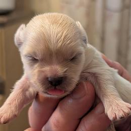 Jenny - Cream female Lhasa Apso puppy in Fort Worth, Texas from Cynthia's Lhasa Apsos