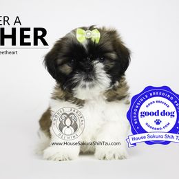 "Archer now named, Teddy." Shih Tzu Puppies from House Sakura Shih Tzu