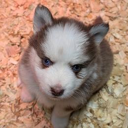 BxE g4 - Chocolate female Pomsky puppy in Charlotte, Michigan from Moore Pomskies