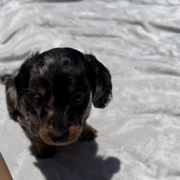 Dachshund Puppies from Pretty Dachshunds 661