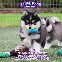 Hollis - Black and white male Pomsky puppy in Humeston, Iowa from M.A.R. Dogs