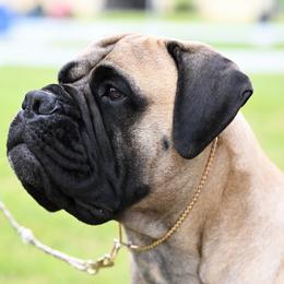 Jenny - Bullmastiff