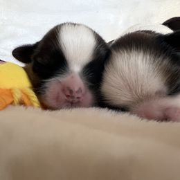 Boy 1 - Red and white male Shih Tzu puppy in Paso Robles, California from Encanto Shih Tzus by Darlene Madrigal