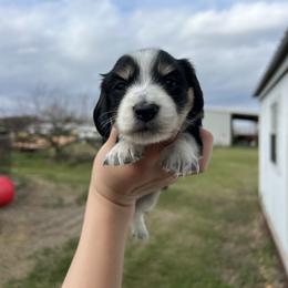 Darla - Black and cream female Dachshund puppy in Nashville, Arkansas from Cuddles n Curls