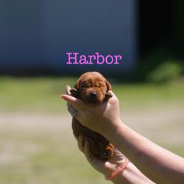 Harbor - Yellow female Labrador Retriever puppy in South Lyon, Michigan from Matoskah Meadows Labradors