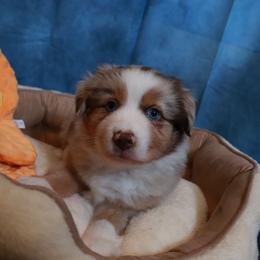 Harken - Red merle male Miniature Australian Shepherd puppy in Macomb, Missouri from Faunus Farms and Aussies