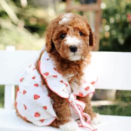 Dahlia - Red  female Goldendoodle puppy in Rio Linda, California from GoldendoodlePaw
