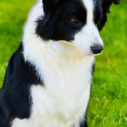 Ariel - Border Collie