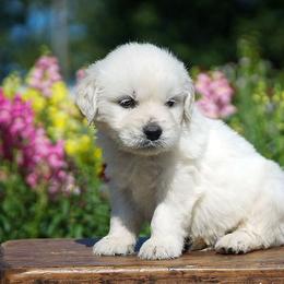Louie - Light golden male Golden Retriever puppy in Saint Joe, Indiana from Golden Acres Farm
