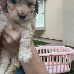 Maltipoo Puppies from Piper N Penny