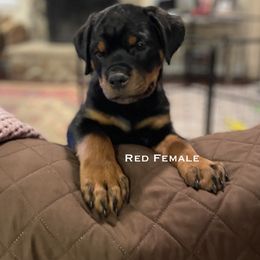 Rottweiler Puppies from Lucky Rose Ranch