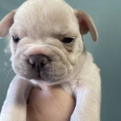 French Bulldog Puppies from Lucero's Frenchies