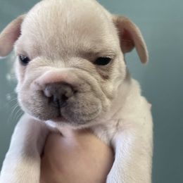 French Bulldog Puppies from Lucero's Frenchies