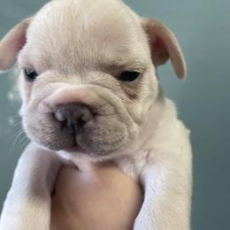 French Bulldog Puppies from Lucero's Frenchies