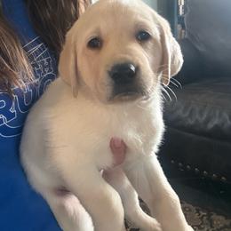 Boy 3- no collar boy - Yellow male Labrador Retriever puppy in Isanti, Minnesota from Four Corners Family Labs