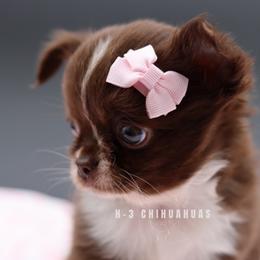 Monroe - Chocolate and white female Chihuahua puppy in Tulsa, Oklahoma from H-3 Chihuahuas