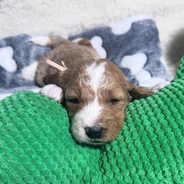 Honey - Cream female Goldendoodle puppy in Carmichaels, Pennsylvania from JensenBelle Doodles