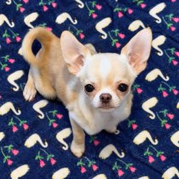 Glint - Cream male Chihuahua puppy in Bucks County, Pennsylvania from Sweet Bean Chihuahuas