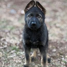 Teal female - Sable female German Shepherd puppy in Buffalo, West Virginia from Z Tykev Vino LLC