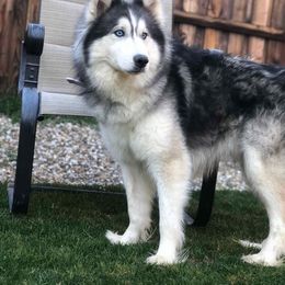 Siberian Husky All Grown Up from Sublime Sibes