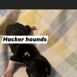 Basset Hound Puppies from Hacker hounds