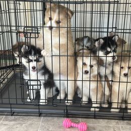 Pomsky Puppies from Lake in the hills Pomskies
