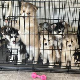 Pomsky Puppies from Lake in the hills Pomskies