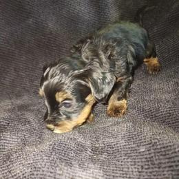 COSMO - Black and tan male Yorkipoo puppy in Palmdale, California from J Designer Puppies