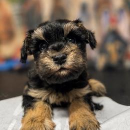 Joey - Black male Miniature Schnauzer puppy in Miami, Florida from Chiquiticos Shnauzers