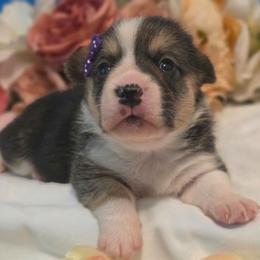 Nebula - Black and tan female Pembroke Welsh Corgi puppy in Austin, Texas from Cutest Corgi's of Austin