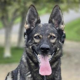 Olala - German Shepherd