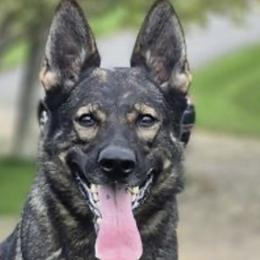Olala - German Shepherd