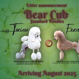 Poodle puppies from Bear Cub Standard Poodles