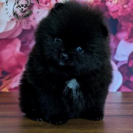 Raven - Black female Pomeranian puppy in Fultonville, New York from Sandy Aussies & Pomeranians
