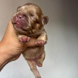 Corky - Fawn male French Bulldog puppy in Porter, Texas from Whatabulldog