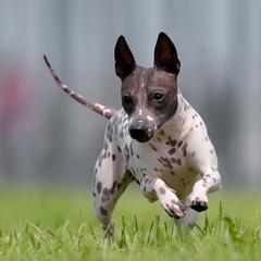 Saphira - American Hairless Terrier
