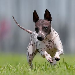 Saphira - American Hairless Terrier
