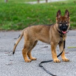 Belgian Malinois, Dutch Shepherd, and German Shepherd Puppies from Stay Wild K9