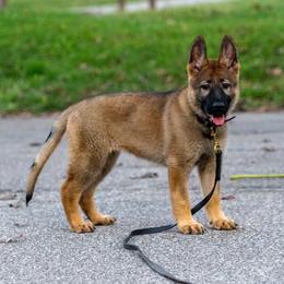 Belgian Malinois, Dutch Shepherd, and German Shepherd Puppies from Stay Wild K9