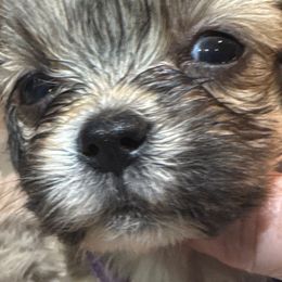 AKC Girl 1 lavender collar - Cream female Lhasa Apso puppy in Chico, California from Lhasa Apsos of northern Ca . Biewer terriers of northern California