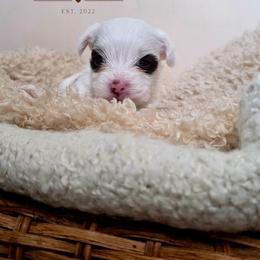 Biscotti - Parti male Yorkshire Terrier puppy in Jacksonville, Florida from Ja'Dor Yorkies