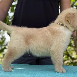 Oak - Golden male Golden Retriever puppy in Touchet, Washington from Northwest Rainbow Aussies and Golden Retrievers