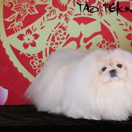 Pekingese Puppies from Tao Pekingese