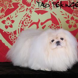 Pekingese Puppies from Tao Pekingese