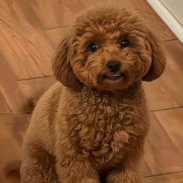 Cavachon, Cavalier King Charles Spaniel, Cavapoo, Cavapoochon, Goldendoodle, and Poodle All Grown Up from Ruby Heirloom Companions