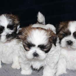 Shih Tzu Puppies from Mimi's Shih Tzus