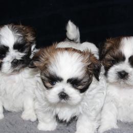 Shih Tzu Puppies from Mimi's Shih Tzus