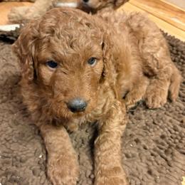 Prince - Red  male Goldendoodle puppy in Indiana, Pennsylvania from Kathy's Doodles