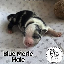 Ivan - Blue merle male Miniature Australian Shepherd puppy in Jaroso, Colorado from Heaven Sent Aussies