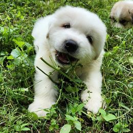 OFA Health Tested AQUA - White male Great Pyrenees puppy in Lynchburg, Tennessee from Flashlight Farmers AKC Great Pyrenees